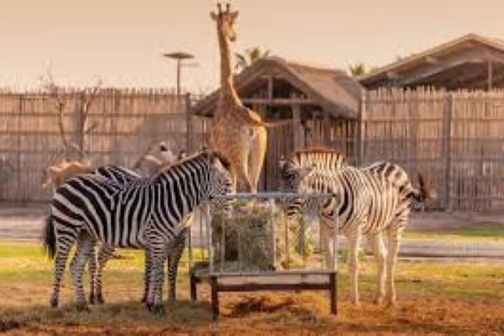 Dubai Safari Park Wildlife Adventure: Tickets, Rides & Conservation Guide photo 3