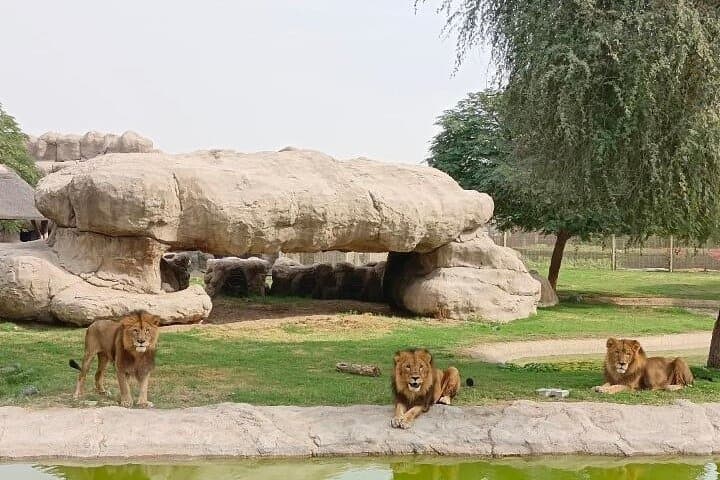 Dubai Safari Park Wildlife Adventure: Tickets, Rides & Conservation Guide