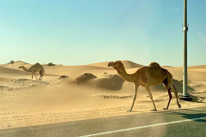 dune-bashing-desert-safari-dubai-bbq-camel-ride-sunset