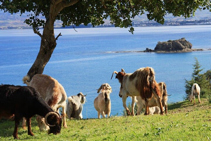 Akamas Peninsula EcoTour: Full-Day 4x4, Gorge Hike & Turtle Bay Swim