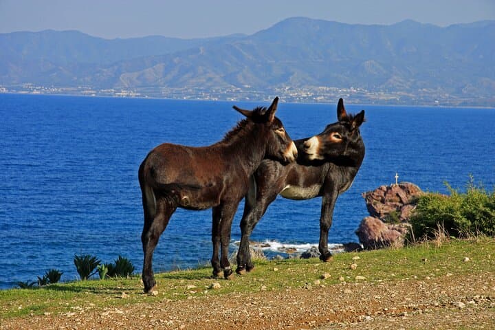 Akamas Peninsula EcoTour: Full-Day 4x4, Gorge Hike & Turtle Bay Swim photo 2