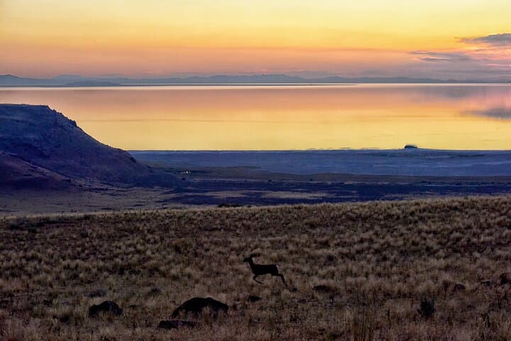Exploring Antelope Island: A Wildlife Expedition on Utah’s Great Salt Lake photo 3