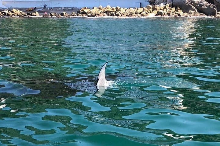 Shared Sailing Adventure in Puerto Vallarta: Bay of Banderas & Los Arcos photo 3
