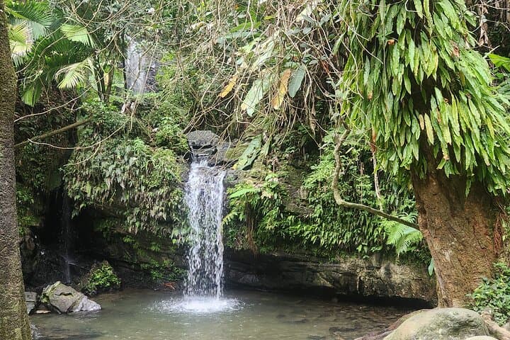 Private El Yunque Rainforest Tour — Custom Hikes & Waterfalls photo 6