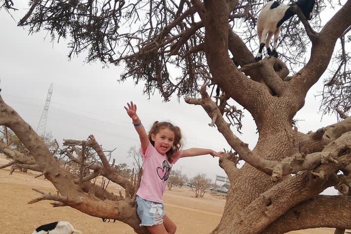 Agadir Goat-Tree & Cable Car Tour: Souk Al Had, Argan Farm, and Oufella Views photo 2