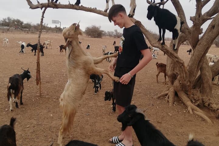 Agadir Goat-Tree & Cable Car Tour: Souk Al Had, Argan Farm, and Oufella Views photo 3