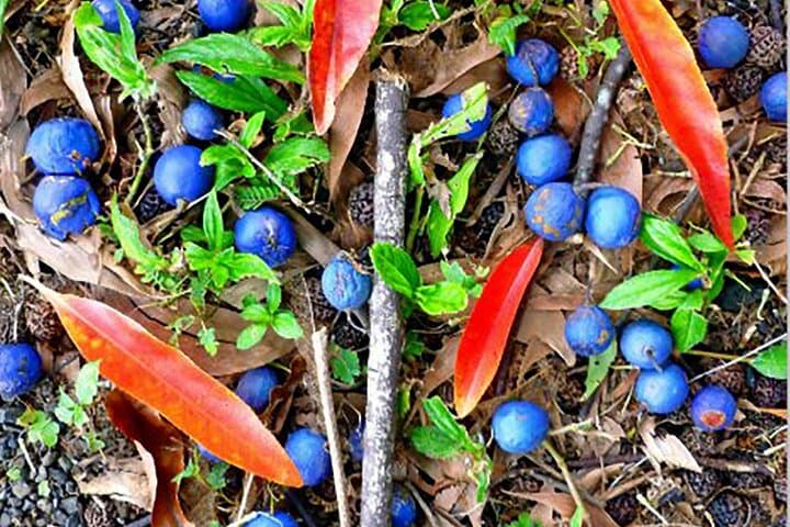 Kona Cloud Forest & Coffee Tour with Sea Turtle Beach — Day Trip from Kailua-Kona photo 2