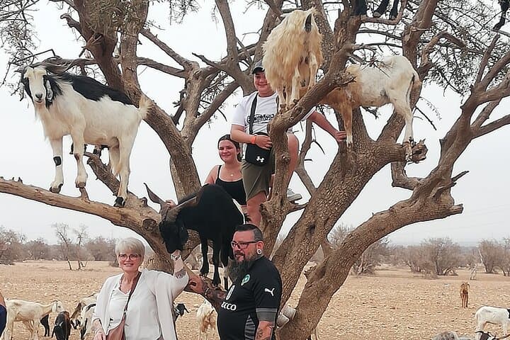 Agadir Goat-Tree & Cable Car Tour: Souk Al Had, Argan Farm, and Oufella Views photo 5