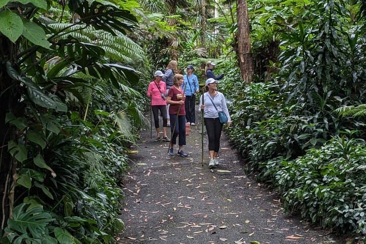 Kona Cloud Forest & Coffee Tour with Sea Turtle Beach — Day Trip from Kailua-Kona photo 6