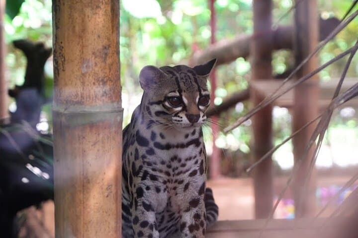 La Paz Waterfall Gardens & Finca Alsacia: Private Waterfall and Coffee Farm Day Trip from San José photo 4