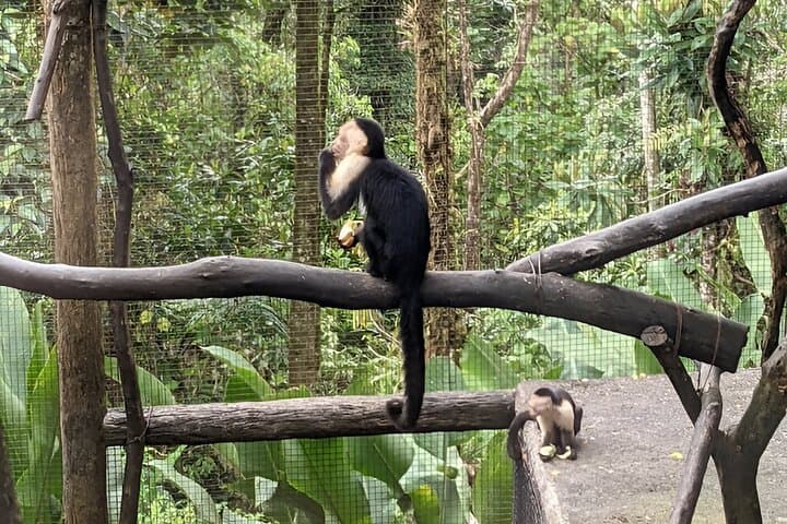 La Paz Waterfall Gardens & Finca Alsacia: Private Waterfall and Coffee Farm Day Trip from San José photo 5