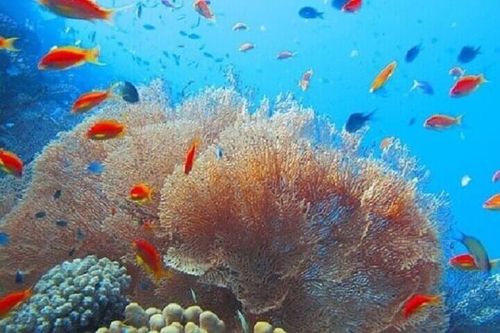 Coral Garden Diving Trip — Two Dives & Snorkel Day from Marsa Alam photo 5