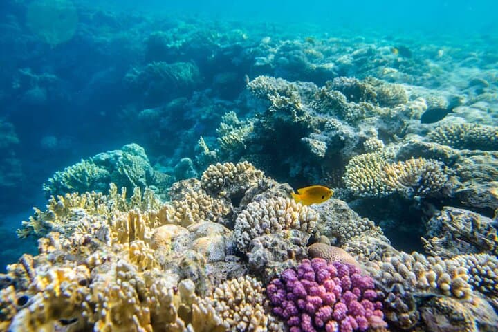 Private Dolphin Cruise near Hurghada: Eco-Friendly Red Sea Excursion