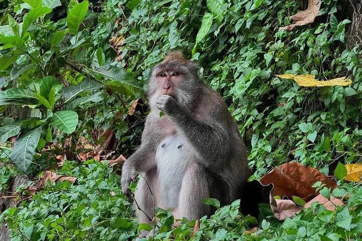 Ubud Monkey Forest, Tegalalang Rice Terraces & Jungle Swing — Full-Day Ubud Tour photo 2