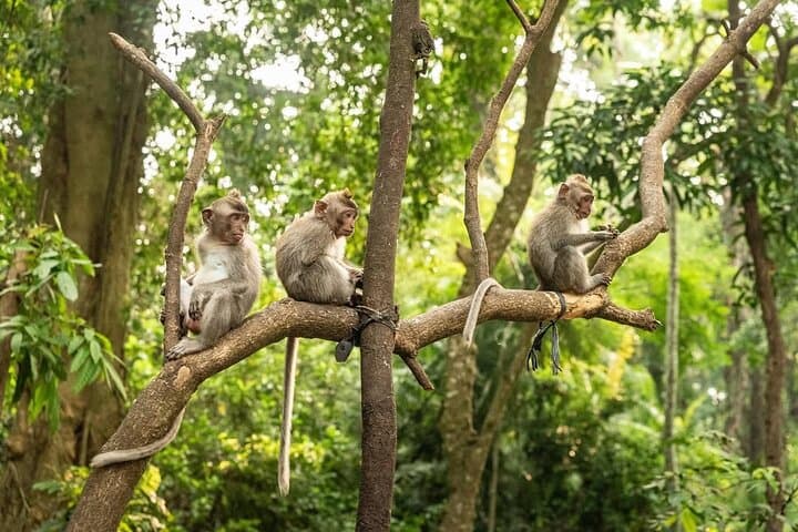 Ubud Monkey Forest, Tegalalang Rice Terraces & Jungle Swing — Full-Day Ubud Tour photo 3