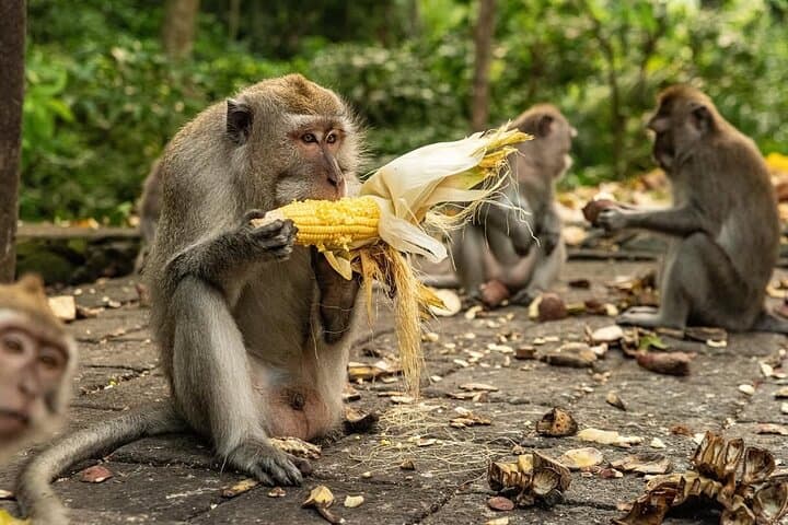 Ubud Monkey Forest, Tegalalang Rice Terraces & Jungle Swing — Full-Day Ubud Tour photo 4