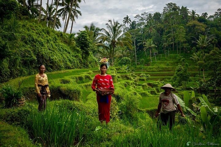 Ubud Monkey Forest, Tegalalang Rice Terraces & Jungle Swing — Full-Day Ubud Tour photo 6