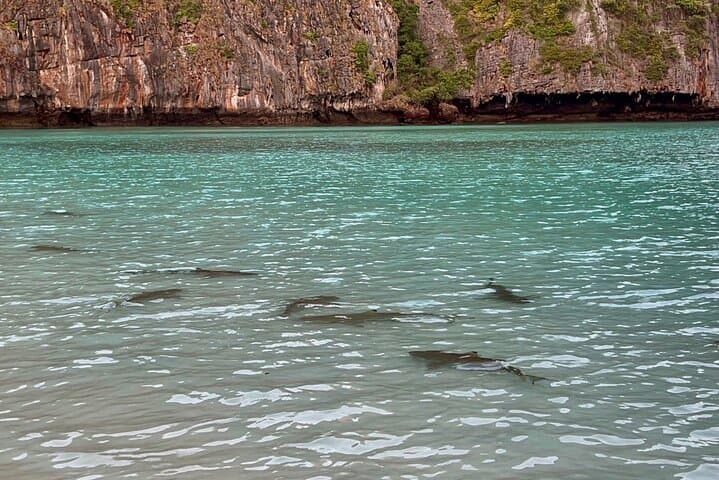 Beat the Crowds: Early-Bird Speedboat to Maya Bay, Phi Phi photo 5