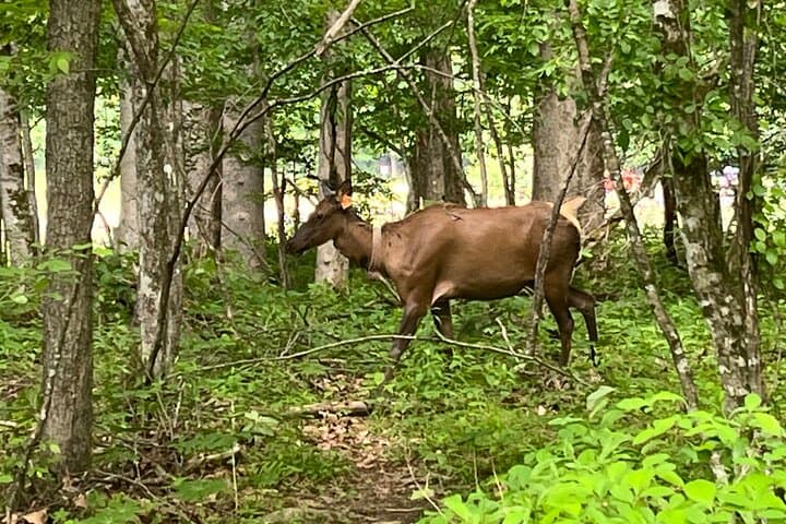 Guided Art Hikes in Great Smoky Mountains National Park: Paint & Hike Tours photo 6