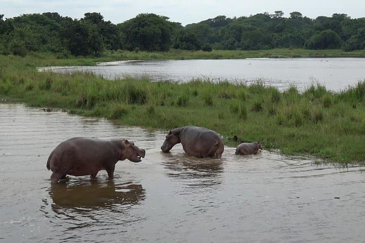 Murchison Falls Nile Boat Safari: Wildlife, Birds & the Nile's Surge photo 4