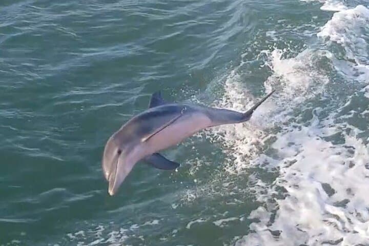 South Padre Island 1-Hour Dolphin Dash — Quick Laguna Madre Dolphin Cruise photo 1