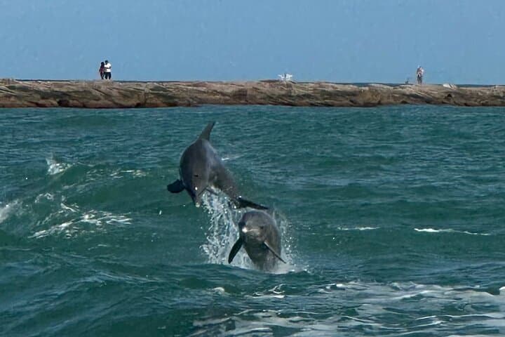 South Padre Island 1-Hour Dolphin Dash — Quick Laguna Madre Dolphin Cruise photo 4