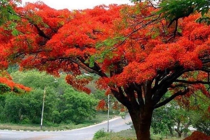 Valle Taino: Puerto Plata Plantation & Tropical Park Cultural Tour photo 3