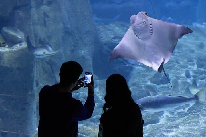 Explore Istanbul Aquarium in Florya: Ocean Tunnel, Penguins & Guided Transfers photo 5