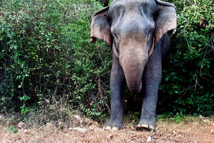 Sigiriya, Dambulla & Minneriya: Private Day Trip from Trincomalee photo 4