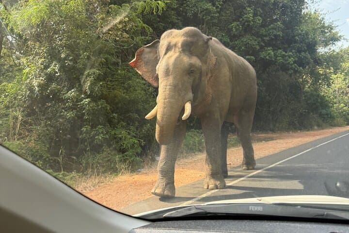 Sigiriya, Dambulla & Minneriya: Private Day Trip from Trincomalee photo 5