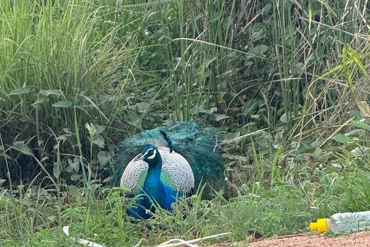 Sigiriya, Dambulla & Minneriya: Private Day Trip from Trincomalee photo 6