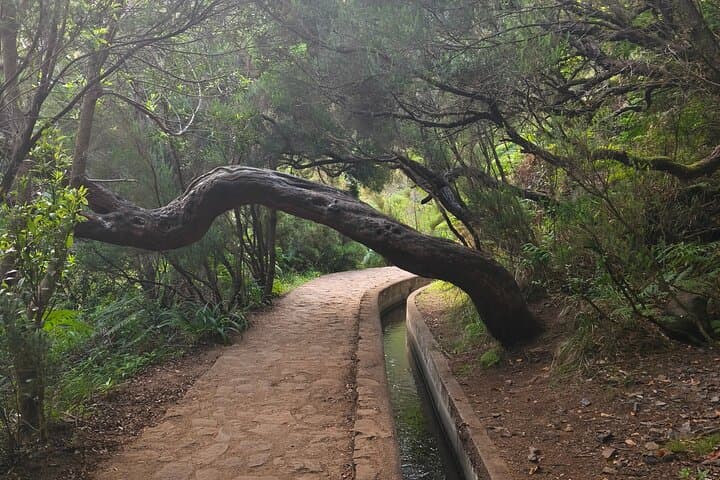 Rabacal Hike: Levada das 25 Fontes & Risco Waterfall Self-Guided Day Trip photo 6