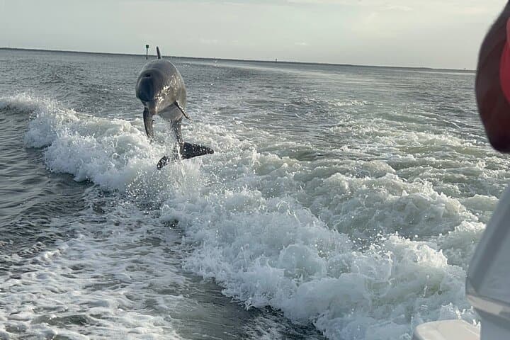 Private Dolphin Watching & Barrier-Island Beach Day from Cape Coral photo 3
