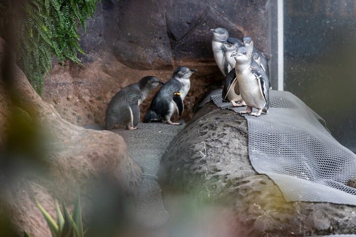 Experience Antarctica in Christchurch: International Antarctic Centre Guide photo 6