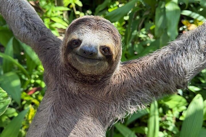 Manuel Antonio National Park Guided Wildlife Tour — See Monkeys & Sloths in Quepos