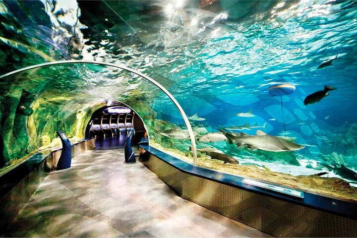 Explore Istanbul Aquarium in Florya: Ocean Tunnel, Penguins & Guided Transfers photo 4