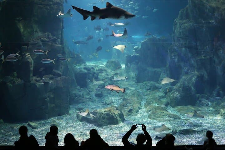 Explore Istanbul Aquarium in Florya: Ocean Tunnel, Penguins & Guided Transfers