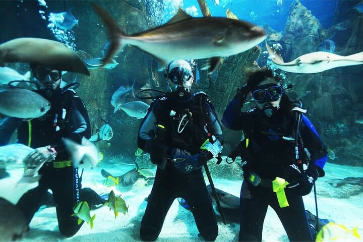 Explore Istanbul Aquarium in Florya: Ocean Tunnel, Penguins & Guided Transfers photo 2