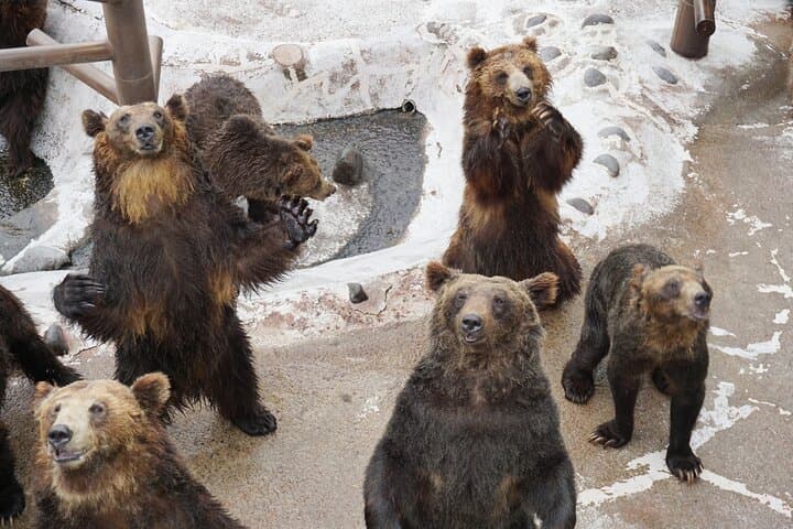 Noboribetsu Bear Park & Jigokudani Hell Valley: A 3‑Hour Hokkaido Wilderness and Culture Tour