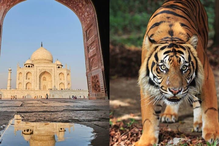 8-Day Delhi to Jaipur: Taj Mahal, Ranthambore Tiger Safari & Rajasthan Capitals
