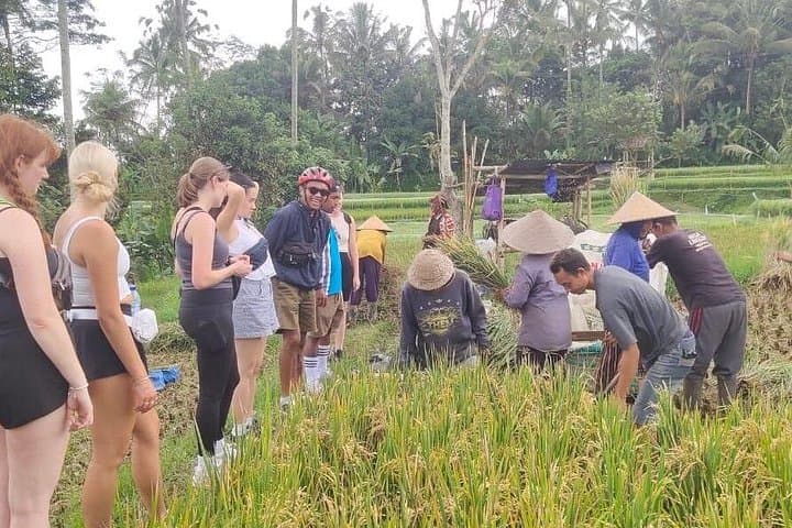 Kintamani Downhill Cycling from Ubud: Volcano Views, Villages & Balinese Lunch photo 3