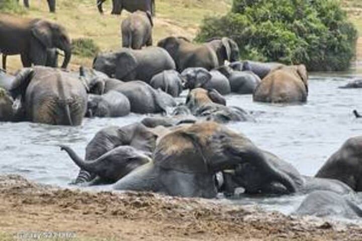 Addo Elephant National Park Private Safari — Big 7 Wildlife Drive from Gqeberha