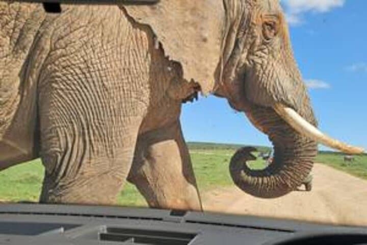 Addo Elephant National Park Private Safari — Big 7 Wildlife Drive from Gqeberha photo 2