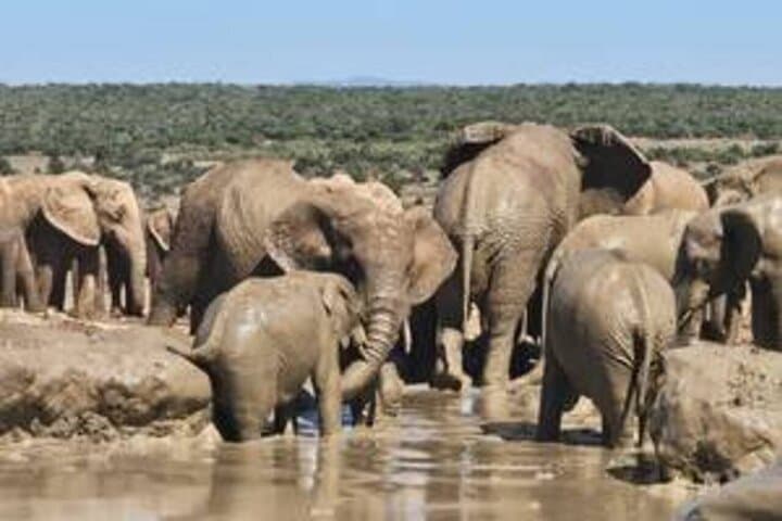 Addo Elephant National Park Private Safari — Big 7 Wildlife Drive from Gqeberha photo 3