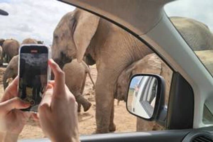 Addo Elephant National Park Private Safari — Big 7 Wildlife Drive from Gqeberha photo 4