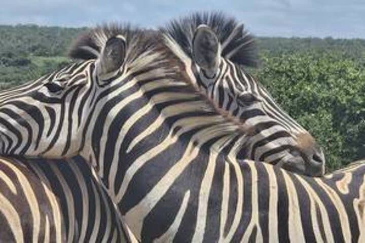 Addo Elephant National Park Private Safari — Big 7 Wildlife Drive from Gqeberha photo 6