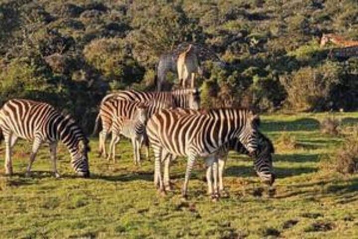 Giraffe Walk and Game Drive at Addo: Up-Close Safari Experience photo 4