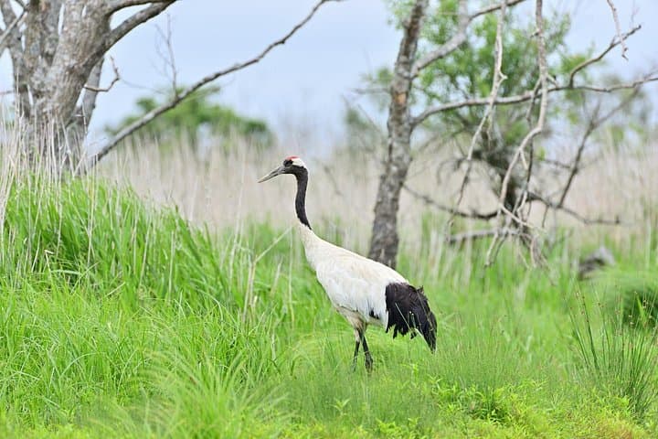 Kushiro Marsh & Tancho Cranes: Private Day Tour with Washo Market