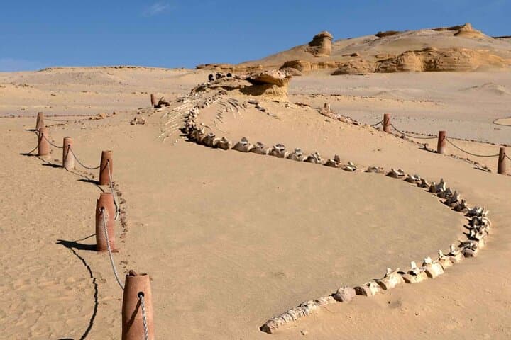 Fayoum Oasis Journey: Wadi El Rayan, Sand Dunes & Whale Valley photo 2