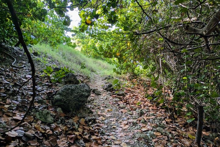East Coast Barbados Hiking Tour: Ragged Point, Conset Bay & Coastal Cliffs photo 2